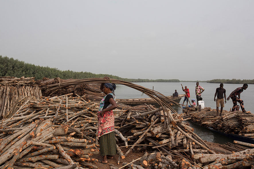 Eine Frau trägt Mangrovenholz. Die Dämme aus Mangrovenholz sollen die Küsten vor der Erosion schützen.