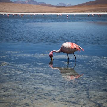 Flamingos Salar de Uyuni
