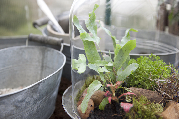 Pflanzen im Glas: Pflanzenterrarium selber bauen