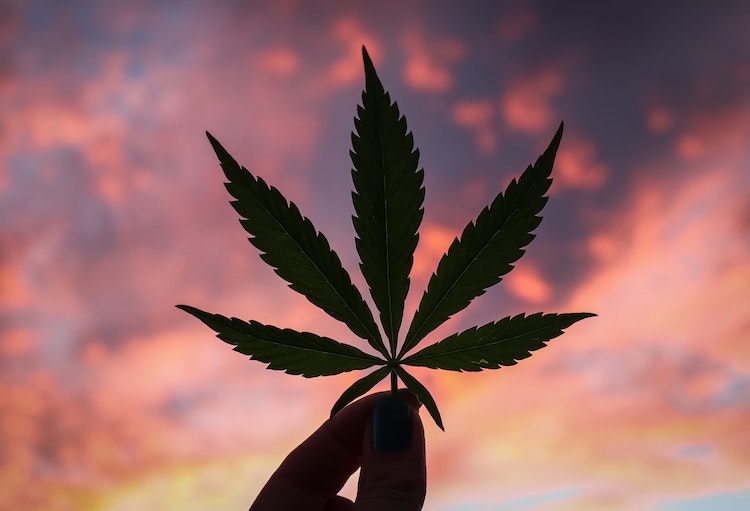 CBD: Hokuspokus Cannabis?