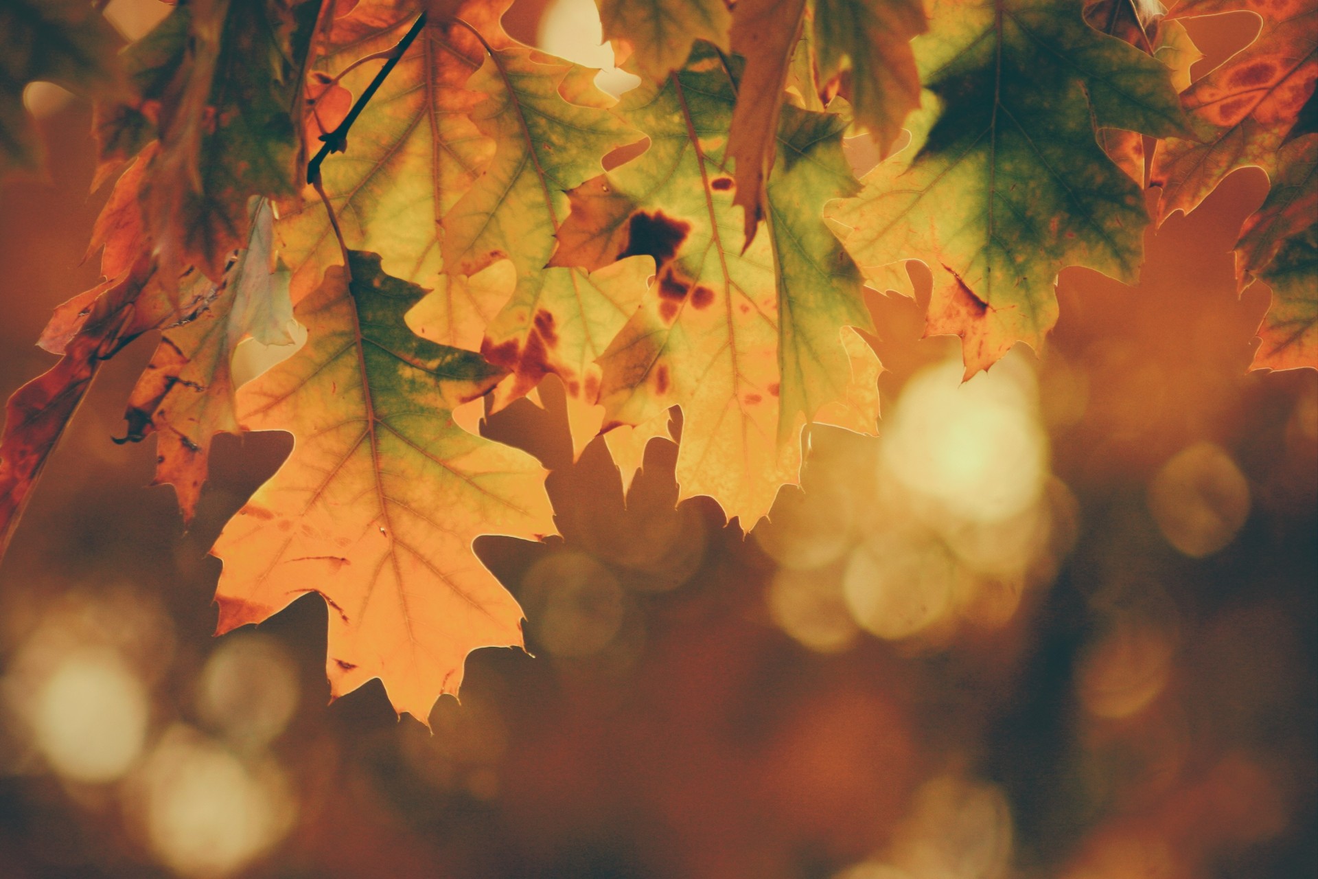 Der Herbst, ein Abschiedshelfer