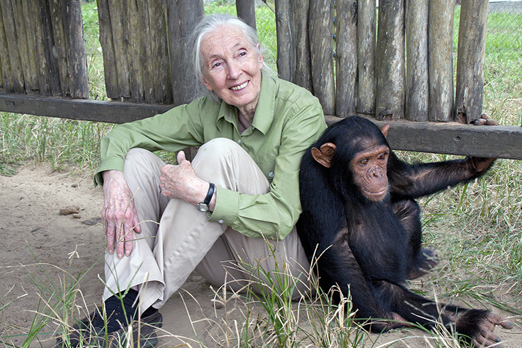 Jane Goodall: Die sanfte Rebellin wird 90